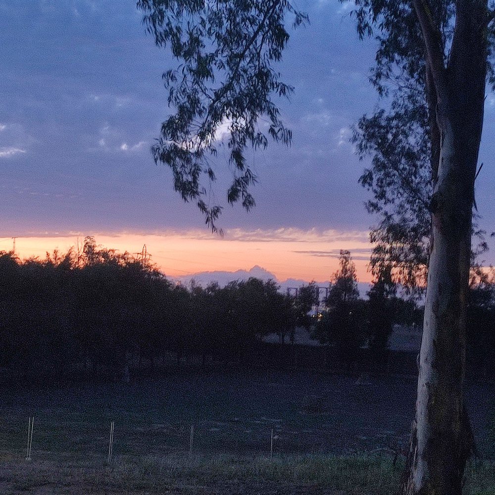 Atardecer en el campo con un eucalipto en primer plano, imagen de la marca personal de Adrián Valencia